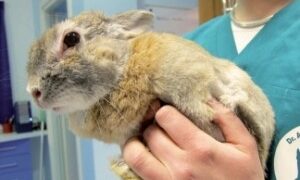 Concorsi pubblici per veterinari: posizioni aperte al Nord e al Sud Italia