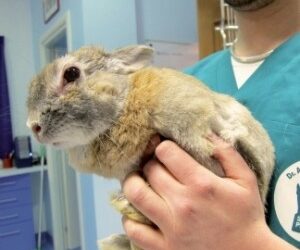 Concorsi pubblici per veterinari: posizioni aperte al Nord e al Sud Italia