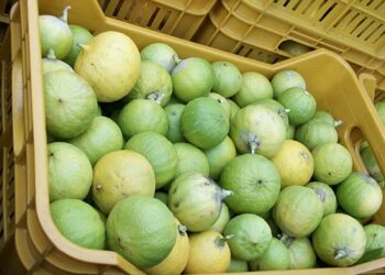 Bergamotto, UE vuole limitare essenza nei profumi