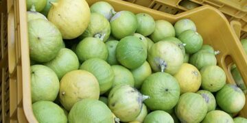 Bergamotto, UE vuole limitare essenza nei profumi