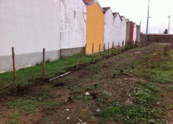 Rubati 65 alberelli dal cimitero