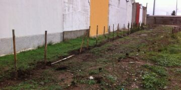 Rubati 65 alberelli dal cimitero