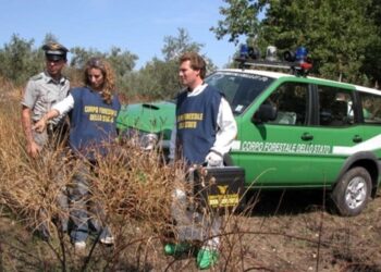 Pensionato denunciato per incendio boschivo