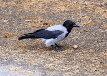 Atto intimidatorio ai volontari dell’Enpa