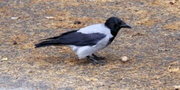 Atto intimidatorio ai volontari dell’Enpa