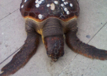 Rinvenuta una tartaruga Caretta caretta sulla spiaggia di Punta Alice