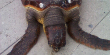 Rinvenuta una tartaruga Caretta caretta sulla spiaggia di Punta Alice