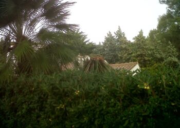 Nuovo allarme punteruolo rosso a Isola