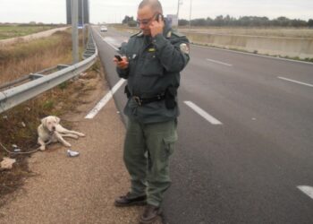 Randagismo una piaga sociale