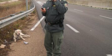 Randagismo una piaga sociale