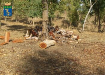 Rubavano legna, arrestati padre e figlio