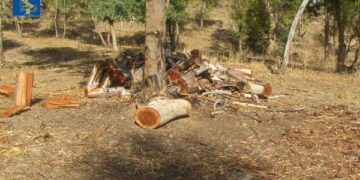 Rubavano legna, arrestati padre e figlio