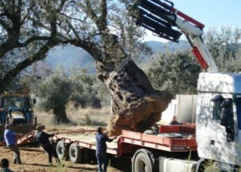 Ulivi secolari nel cuore della citta’