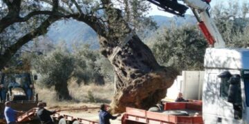 Ulivi secolari nel cuore della citta’