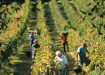 Porta il nipote in campagna: multato