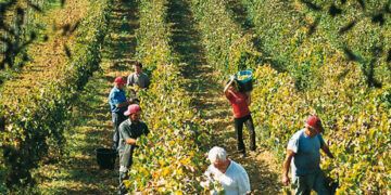 Porta il nipote in campagna: multato