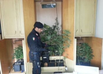 Coltivavano ‘marijuana’, serra nell’armadio di casa