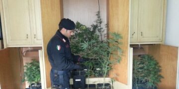 Coltivavano ‘marijuana’, serra nell’armadio di casa