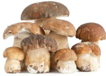 Turismo montano, domenica tutti a funghi