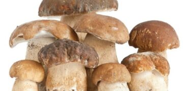 Turismo montano, domenica tutti a funghi