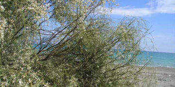 Ginestra Bianca protetta dalla convenzione di Barcellona