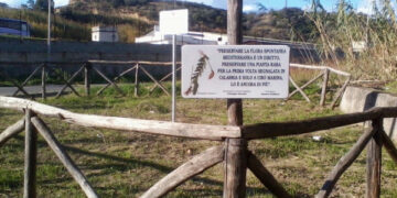 L’Astragalus boeticus ripulita e sistemata di recente