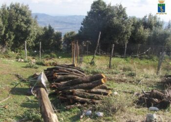 Denunciato allevatore per furto di alberi