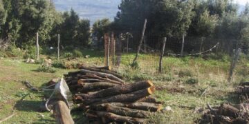 Denunciato allevatore per furto di alberi