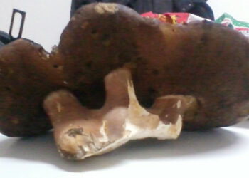 Trovato nel territorio silano un fungo porcino di 2 kg