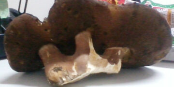 Trovato nel territorio silano un fungo porcino di 2 kg