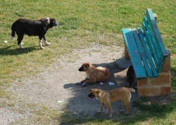 Torretta, risolto un problema di randagismo in via Magna Grecia