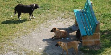 Torretta, risolto un problema di randagismo in via Magna Grecia