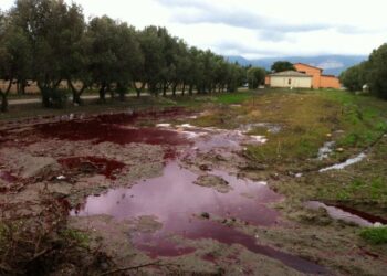 Scarti di macellazione e eternit scaricati illegalmente