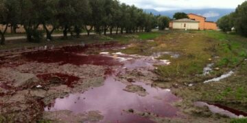 Scarti di macellazione e eternit scaricati illegalmente