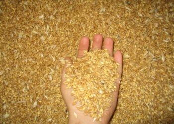 Coldiretti Crotone, sottoscritti accordi di coltivazione per grano duro