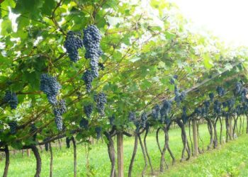 Regione, pubblicati bandi su vigneti e agricoltura