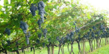 Regione, pubblicati bandi su vigneti e agricoltura