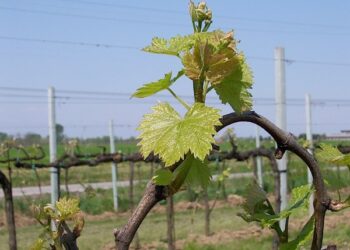 Convegno sull’agricoltura a Crucoli
