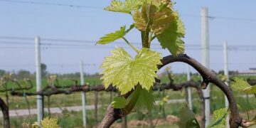 Convegno sull’agricoltura a Crucoli