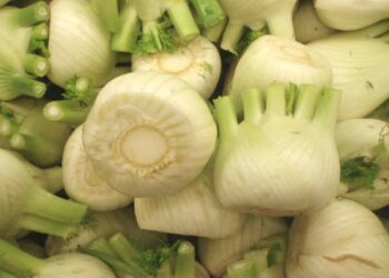 Rischio perdita colture finocchi, riunione in Prefettura