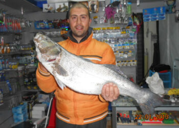 Pescata Spigola da 8 kg a Punta Alice