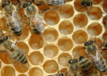 Congresso dell’Apicoltura Professionale ad Amantea