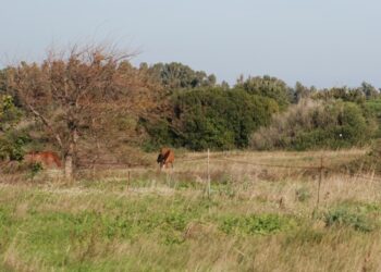 Area tempio di Apollo pascolo per cavalli