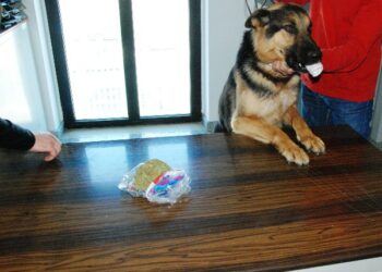 Droga nello zaino, arrestato iracheno al terminal ‘Romano’