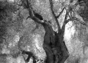 Fotografie di Rosanna Papaianni in mostra a Catanzaro