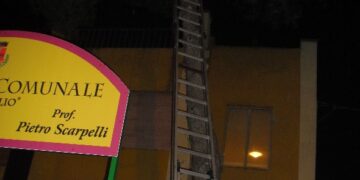 Gatto ‘lettore’ su albero, salvato dai vigili