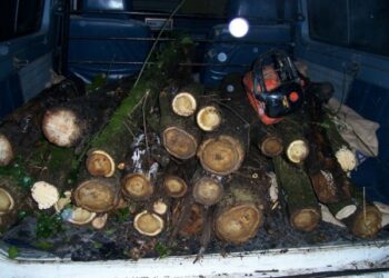 Rubano legna e attrezzatura da un frantoio