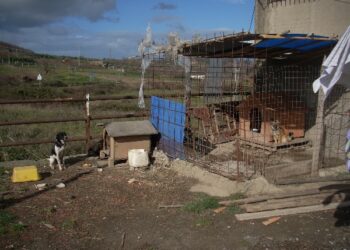 Maltrattamento animali, due persone deferite