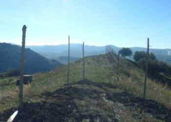 Comune piantuma alberi al campo di tiro a volo