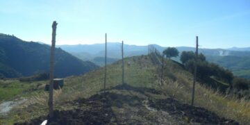 Comune piantuma alberi al campo di tiro a volo